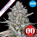 Blue Dream Fast Version Feminise