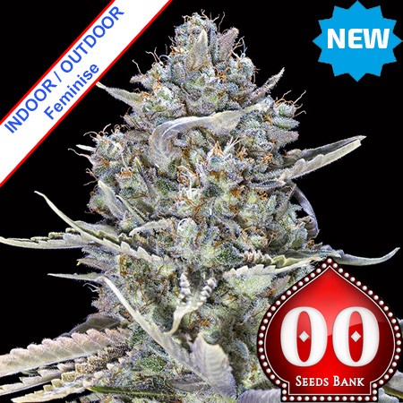 Blue Dream Fast Version Feminise