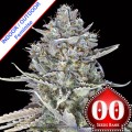 Blue Dream Fast Version Feminise