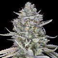 Blue Dream Fast Version Feminise