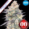 Blue Dream Feminise