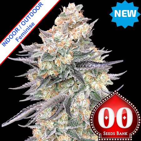 Blue Dream Feminise