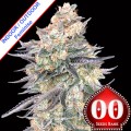 Blue Dream Feminise