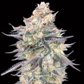 Blue Dream Feminise
