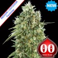 Bubble Gum CBD Feminise