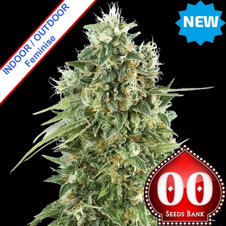 Bubble Gum CBD Feminise