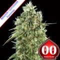 Bubble Gum CBD Feminise