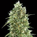 Bubble Gum CBD Feminise