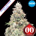 California Kush Fast Version Feminise