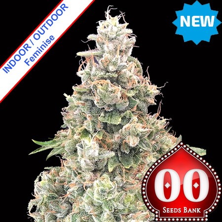 California Kush Fast Version Feminise