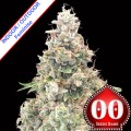 California Kush Fast Version Feminise