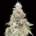 California Kush Fast Version Feminise