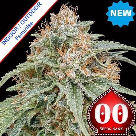 Chocolate Kush Fast Version Feminise