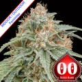 Chocolate Kush Fast Version Feminise