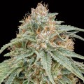 Chocolate Kush Fast Version Feminise
