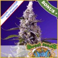 Banana Cream Cake XL Auto Feminise