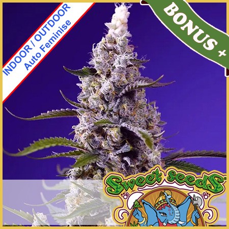 Banana Cream Cake XL Auto Feminise