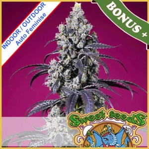 Tropicanna Cherry XL Auto Feminise