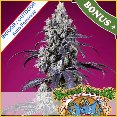 Tropicanna Cherry XL Auto Feminise