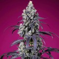 Tropicanna Cherry XL Auto Feminise