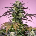 Terp Explosion Mix Feminise