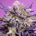 Terp Explosion Mix Feminise