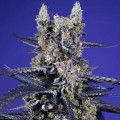 Delicius & Resinous Mix Auto Feminise 