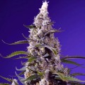 American Pie Mix Auto Feminise