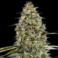 Runtz Triploid Feminise