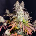 Fruit Bomb Punch Feminise