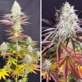 Fruit Bomb Punch Feminise