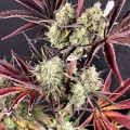 Fruit Bomb Punch Feminise