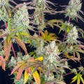 Fruit Bomb Punch Feminise