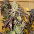 Kingston Punch Feminise 