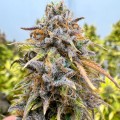 Auto Kingston Punch Feminise