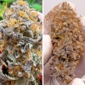 Auto Kingston Punch Feminise