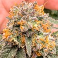 Auto Kingston Punch Feminise