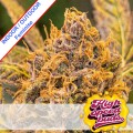 High Voltage Fast Version Feminise
