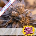 Auto Purple Punch Feminise