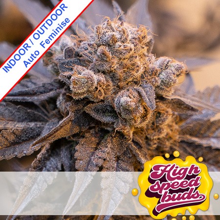 Auto Purple Punch Feminise