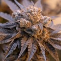 Auto Purple Punch Feminise