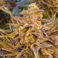 Auto High Voltage Feminise