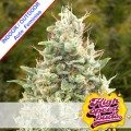Auto Gorilla Zkittlez Feminise