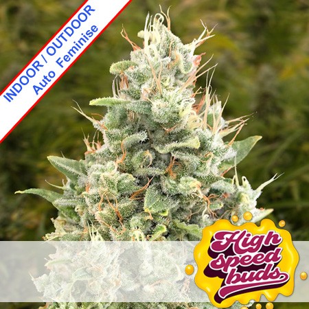 Auto Gorilla Zkittlez Feminise