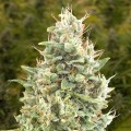 Auto Gorilla Zkittlez Feminise