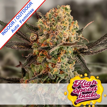 Auto Gorilla Cookies Feminise