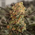 Auto Gorilla Cookies Feminise