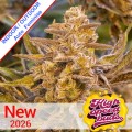 Auto High Voltage Feminise