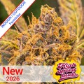 High Voltage Fast Version Feminise