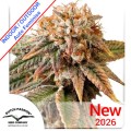 Auto Kingston Punch Feminise